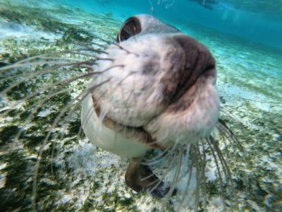 最高にかわいい動物たちに癒されるパース女子旅