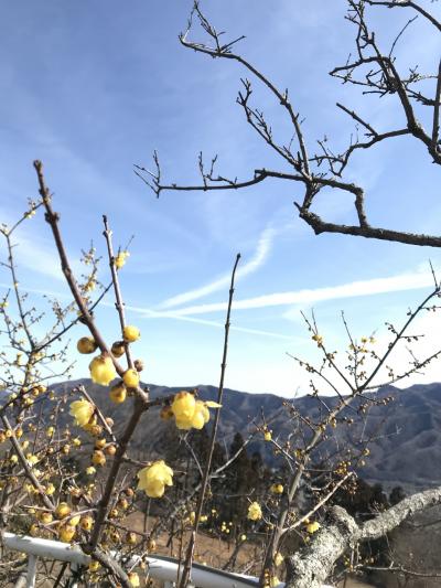 宝登山神社と香り豊かな蝋梅！秩父三社めぐり その1