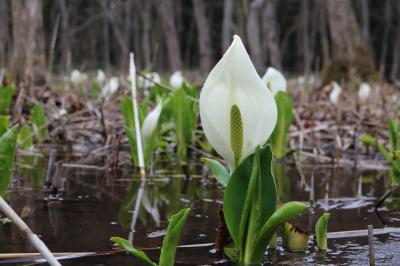 村松公園・水芭蕉公園