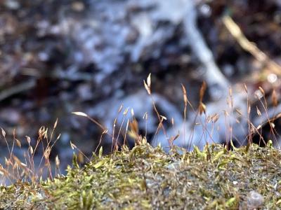 冬の長瀞～宝登山散歩☆