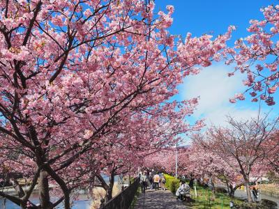 情報求む！満開の河津桜まつり＆熱海梅園　2020.2.12