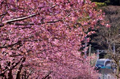 ありがとうスーパービュー踊り子号、引退間近な251系と伊豆の河津桜を見に訪れてみた（河津桜並木編）