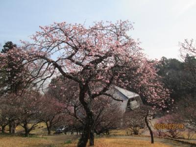 柏市のあけぼの山農業公園・観梅・2020年2月