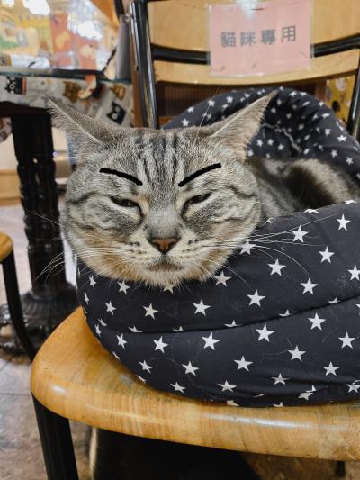 台湾 猫カフェ に関する旅行記 ブログ フォートラベル