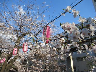 桜とパスタの文京区