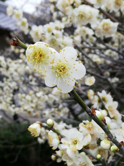 蝶矢のウメッシュをつくろー