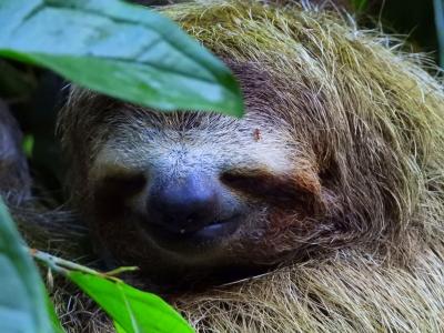 野生動物三昧の記　コスタリカ２