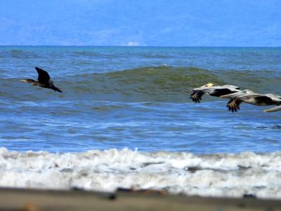 野生動物三昧の記　コスタリカ３