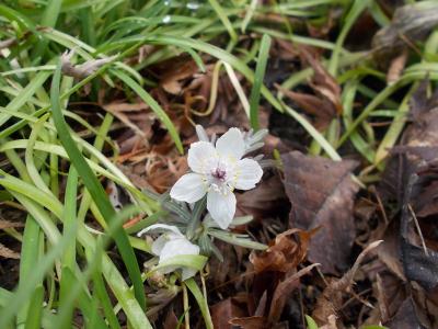 セツブンソウとフクジュソウを見にいく　半田山植物園