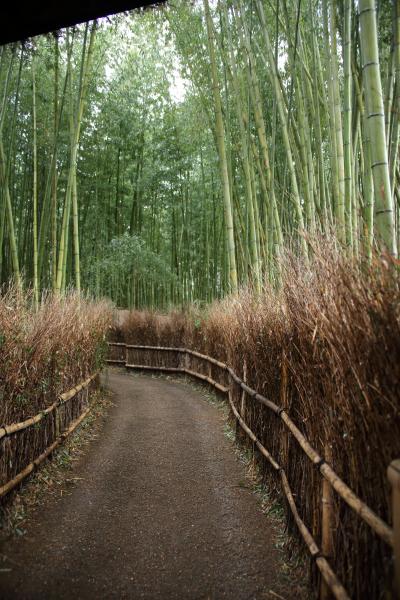 久しぶりの京都・常寂光寺編