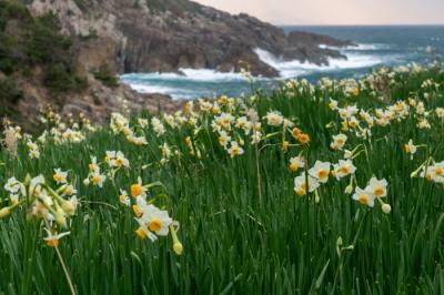 日本海を望む日本水仙の花 (唐音水仙公園)