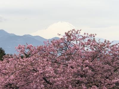 富士山と河津桜のシャッターチャンスは難しく