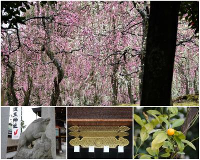 2020 冬 京都 　梅も桜に負けてない！ - 京都御所/護王神社/城南宮 -