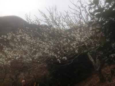 ２月は湯河原！アラフォー娘とアラ古稀母の『家事お休みデー』は温泉＆梅見＆おいしいもの