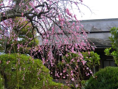 梅とひなまつりの中山法華経寺を散策
