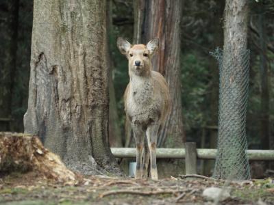 冬の奈良旅行～2泊3日ゆったり女一人旅～一日目