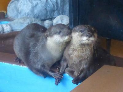 11月の夏休み12 <高知/コツメカワウソ可愛い！桂浜水族館へ>