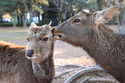 ヒトリナラ2020.02②　あをによし鹿とたはむる奈良公園