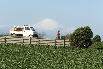 三浦の大根畑と富士山