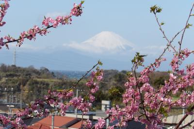 三浦海岸の河津桜と富士山