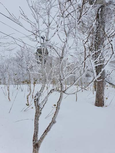 今年も一時帰国 　2- 　南国少女、北海道へ行く