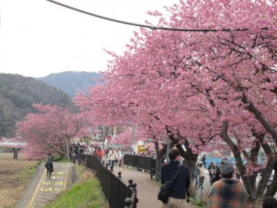 河津桜まつり☆２