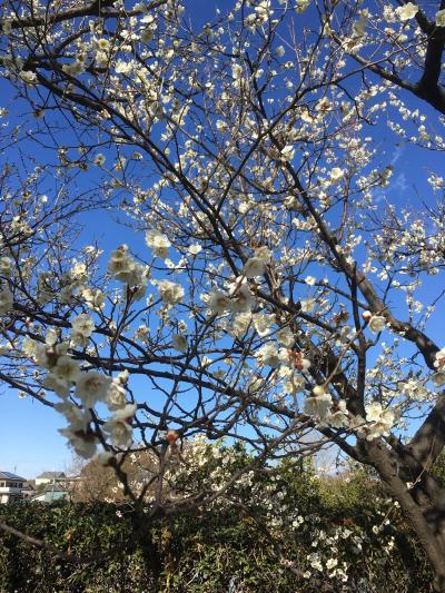 近所の梅園