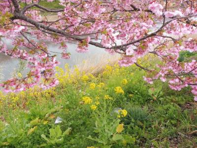 河津桜祭り