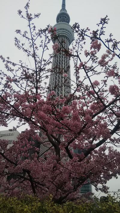 初めてスカイツリーに入りました!!