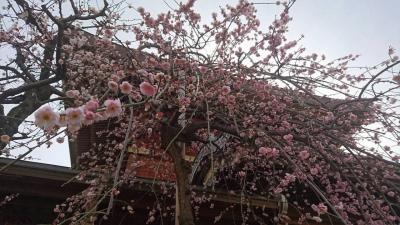 [東京]　湯島天神梅まつり　[湯島]