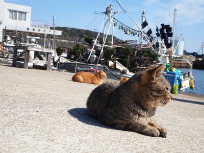 新型コロナウィルス？　それがどうした(｀ロ´;)マラッカ＆福岡紀行　３日目　何故か福岡帰国して猫島へ