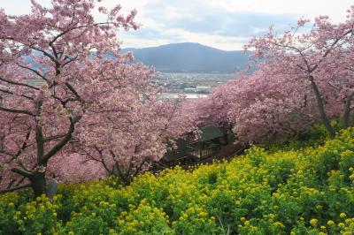 満開の松田さくら祭り2020