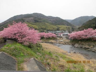 シニアののんびり静岡旅行です。(第一日目;日本平、駿河湾フェリー、河津桜)