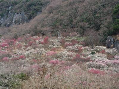 湯河原梅林　梅の絨毯　七分咲　一面の白・ピンク・紅色に染まって