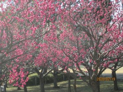 柏の葉公園・2020年2月・梅満開・河津桜2分咲