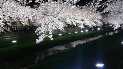 なんとも幻想的な １日限りの桜のライトアップ