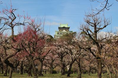 【大阪城梅林】 品種の多さは関西屈指で、開花期間も長い！