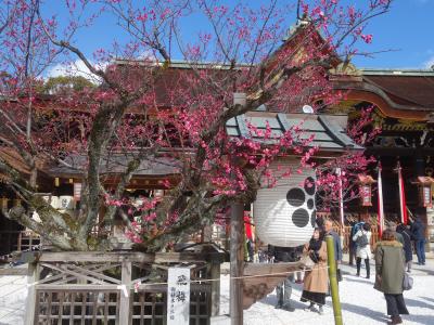 久しぶりの北野天満宮。梅の花が見ごろでした。