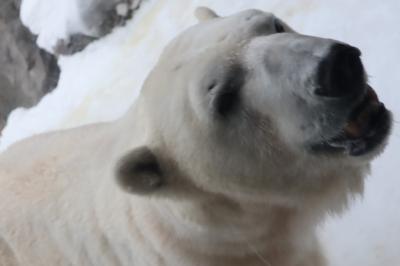 4人で行く北海道②～旭山動物園と流氷編～