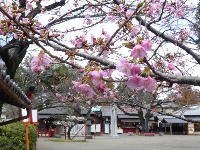 「世良田東照宮」の河津桜_2020_蕾が開き始めました。（群馬県・太田市）