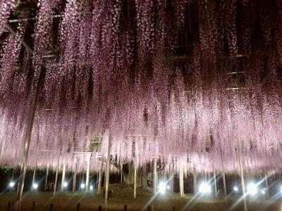 お花尽くし ひたちなか市のネモフィラと足利市の藤