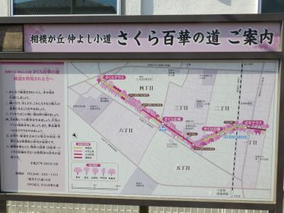 相模が丘仲よし小道~さくら百華の道