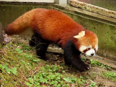 とべ動物園　急に思い立っての四国遠征は愛媛・砥部から　激しい雨と言うこともあり砥々丸君とコウメちゃんのラブラブ姿は見れませんでした