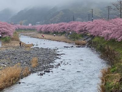 河津桜2020雨の花見編