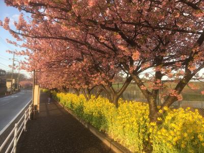 河津桜の三浦海岸