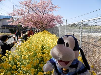 グーちゃん、三浦の桜を見に行く！（グー散歩/三浦桜祭りはコロナ自粛関係なし！編）