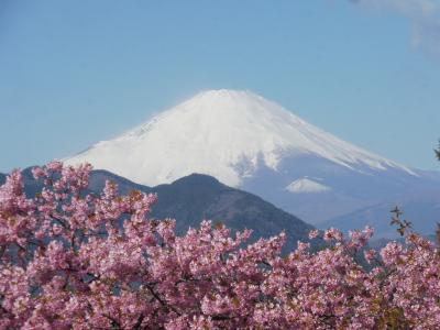 まつだ桜まつり