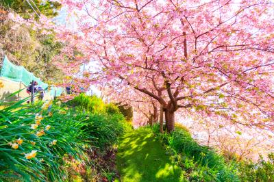 春は河津桜を見にアグリパーク嵯峨山苑へ