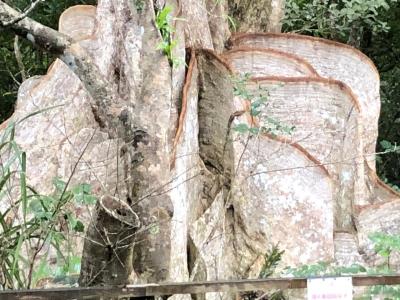 石垣島と西表島マングローブクルーズのんびり2泊3日