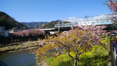 連休パス二日目は、伊豆へ河津桜と下田散策にちょっとだけ熱海梅園
